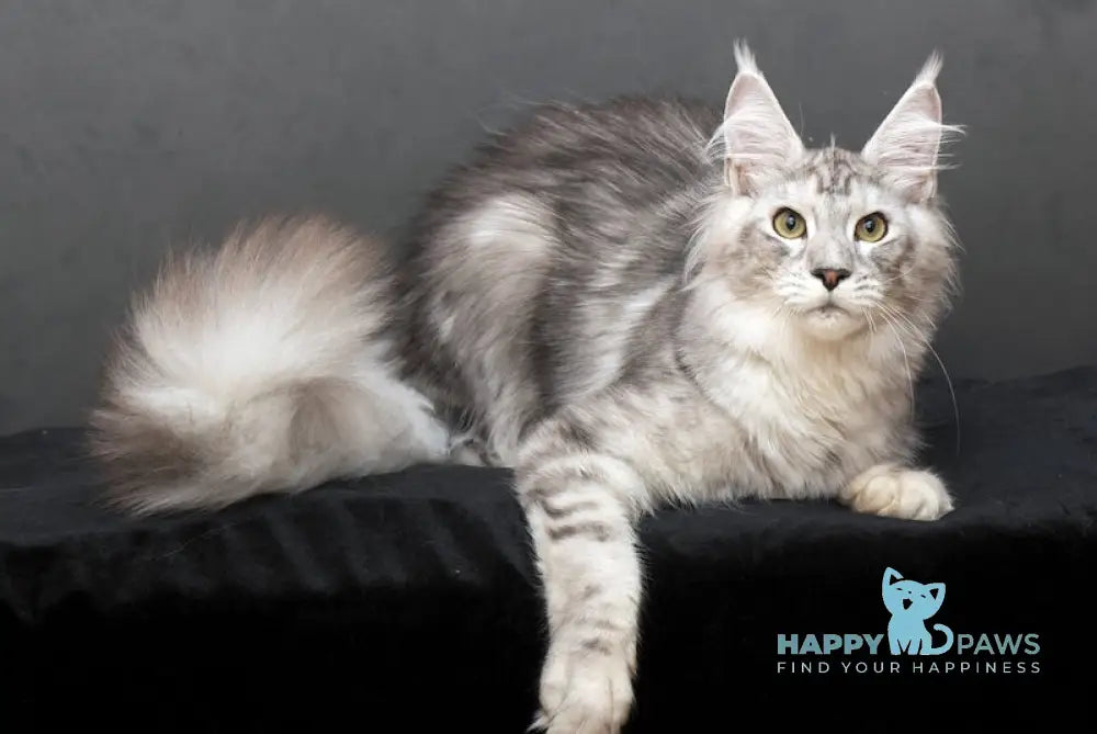 Malbert Maine Coon Male Black Silver Tabby Live Animals