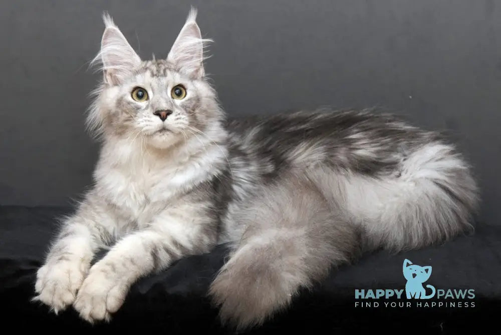 Malbert Maine Coon Male Black Silver Tabby Live Animals