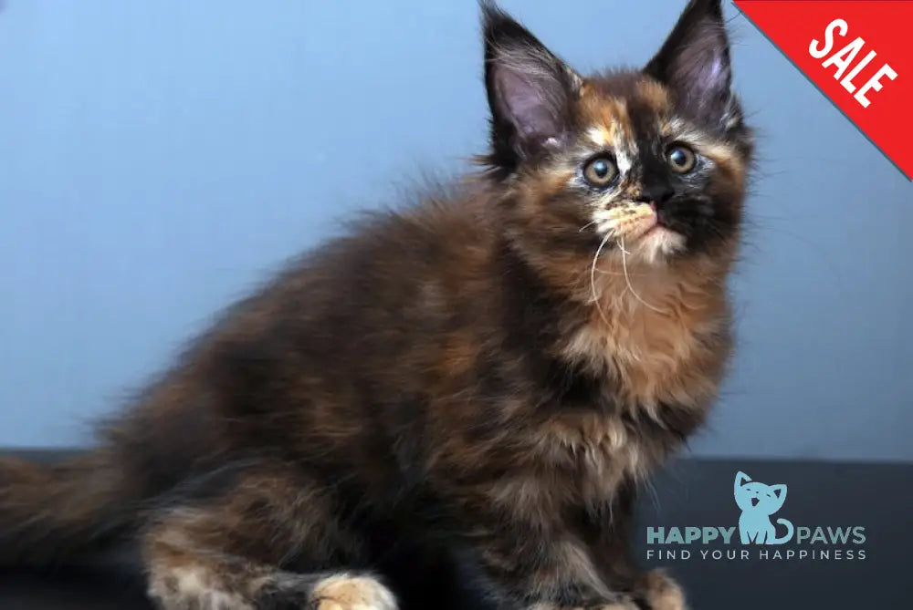 Malifisenta Maine Coon Polydactyl Female Black Tortie Live Animals