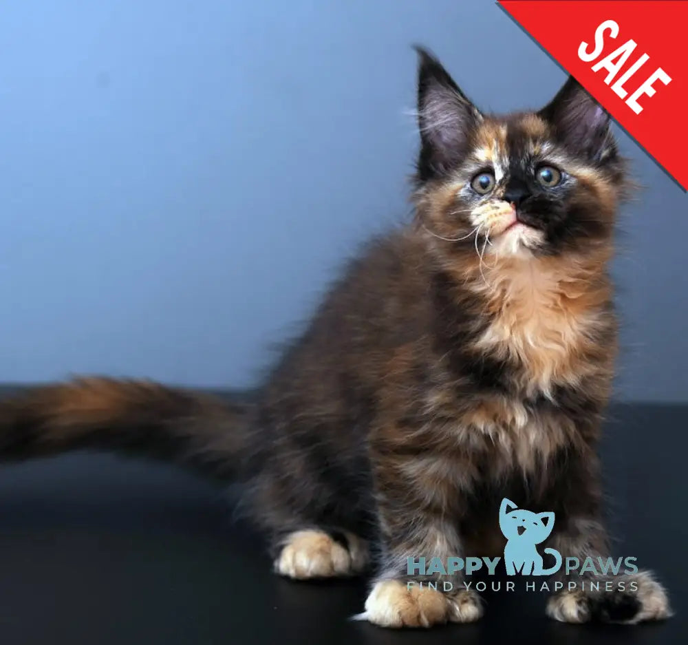 Malifisenta Maine Coon Polydactyl Female Black Tortie Live Animals