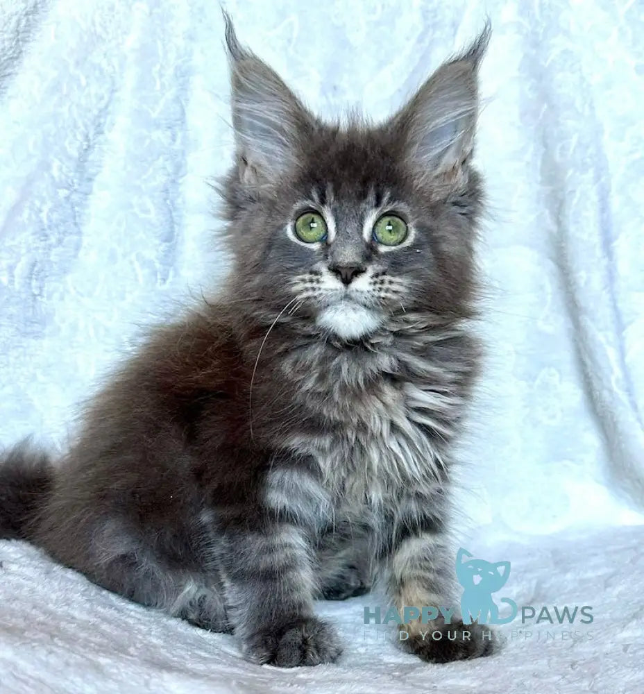 Malvina Maine Coon Female Blue Tabby Live Animals