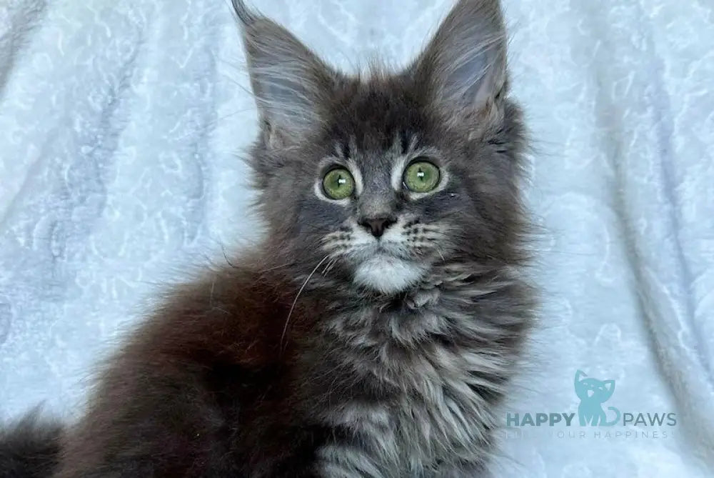 Malvina Maine Coon Female Blue Tabby Live Animals