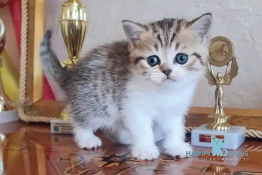 Malwa Scottish Straight Female Black Spotted Tabby Bicolour Live Animals