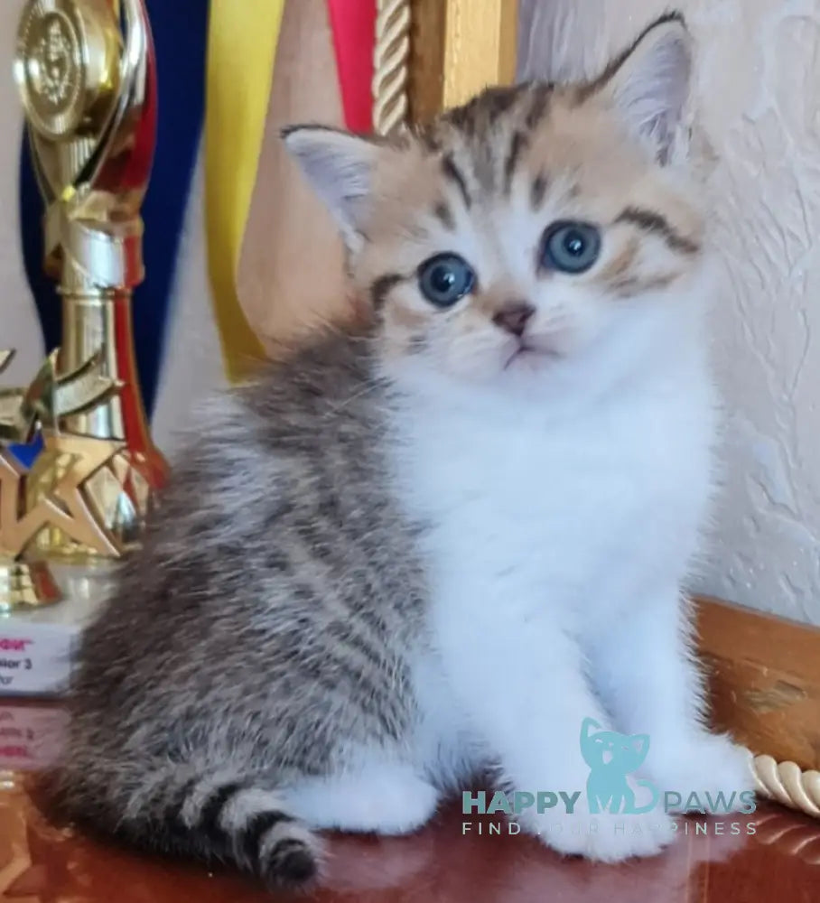 Malwa Scottish Straight Female Black Spotted Tabby Bicolour Live Animals