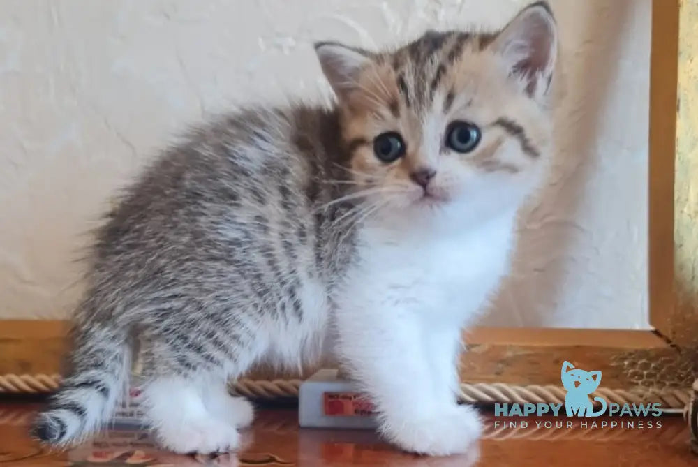 Malwa Scottish Straight Female Black Spotted Tabby Bicolour Live Animals