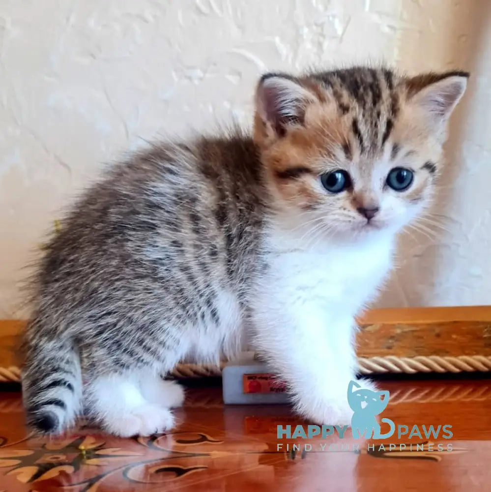 Malwa Scottish Straight Female Black Spotted Tabby Bicolour Live Animals