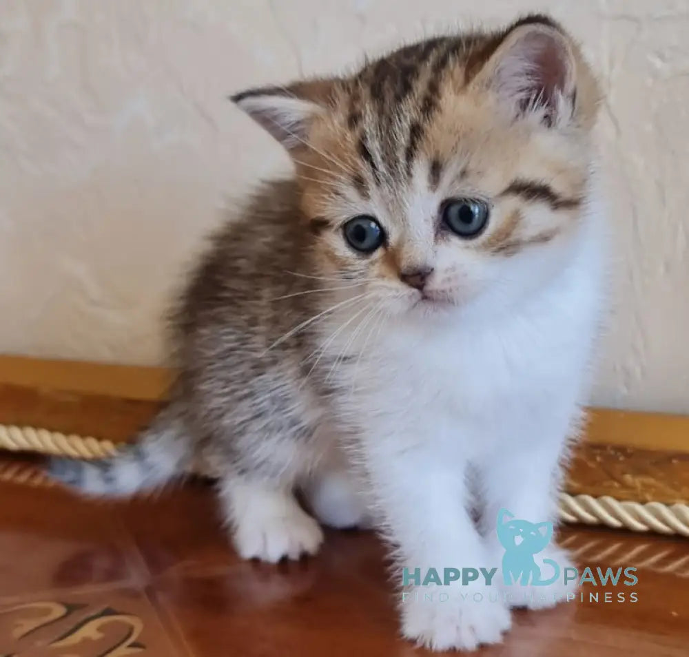 Malwa Scottish Straight Female Black Spotted Tabby Bicolour Live Animals