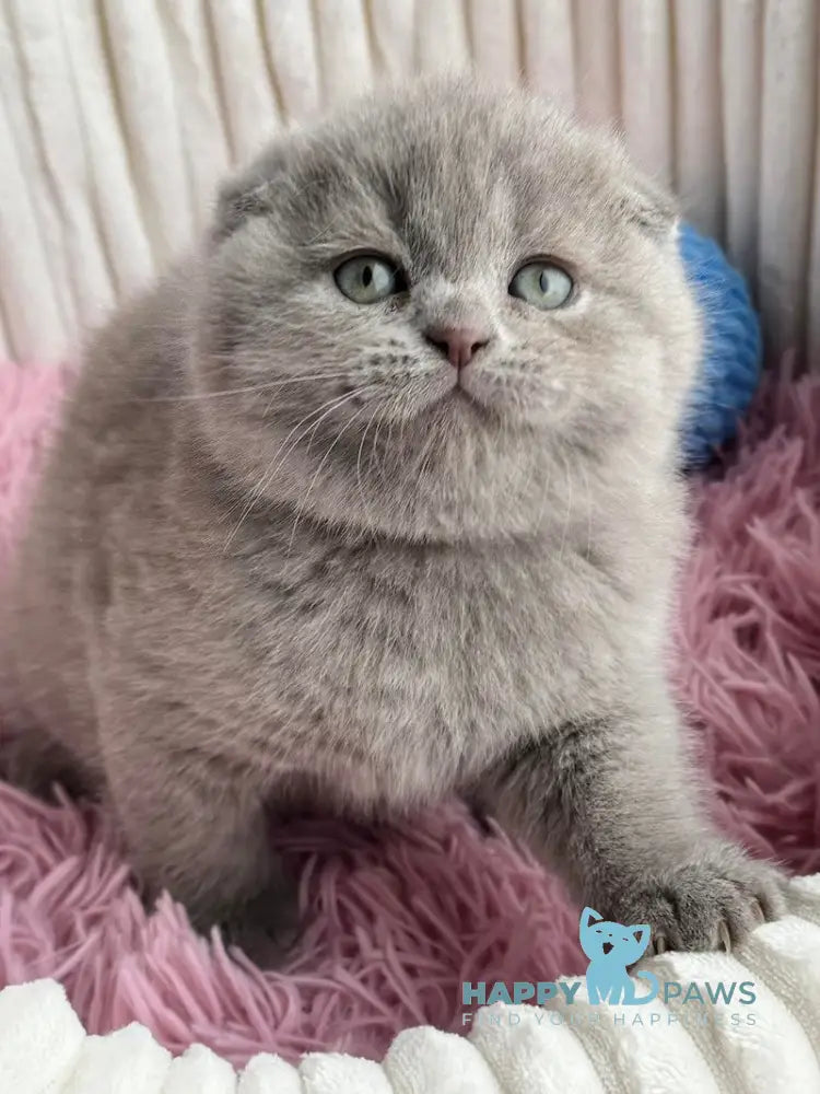 Mango Scottish Fold Male Lilac Live Animals