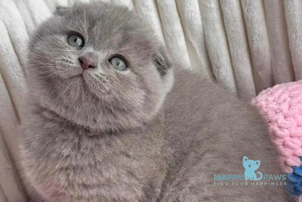 Mango Scottish Fold Male Lilac Live Animals