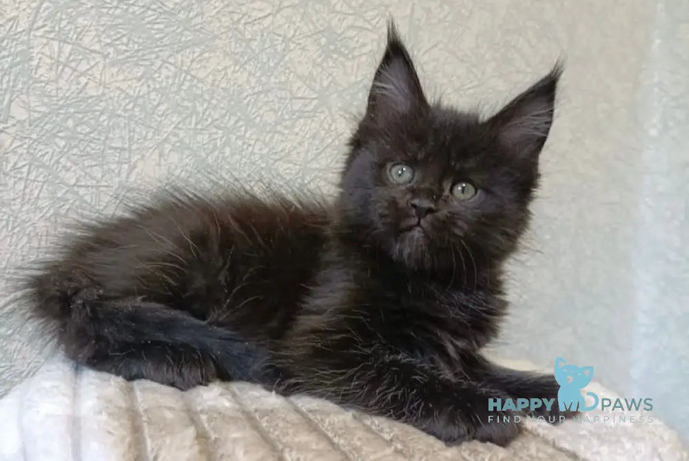 Margot Maine Coon female black live animals