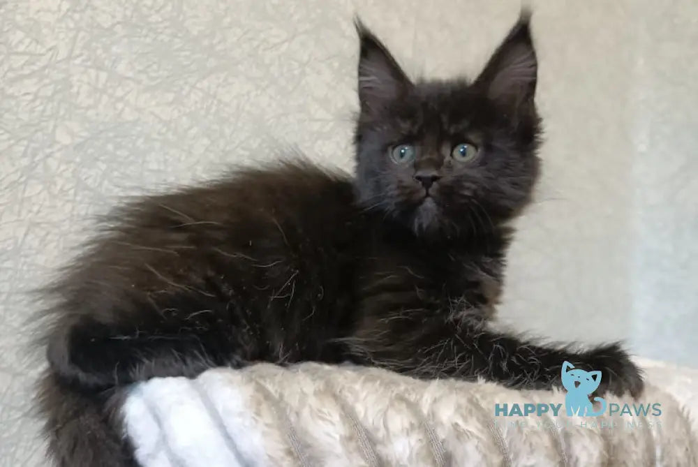 Margot Maine Coon female black live animals