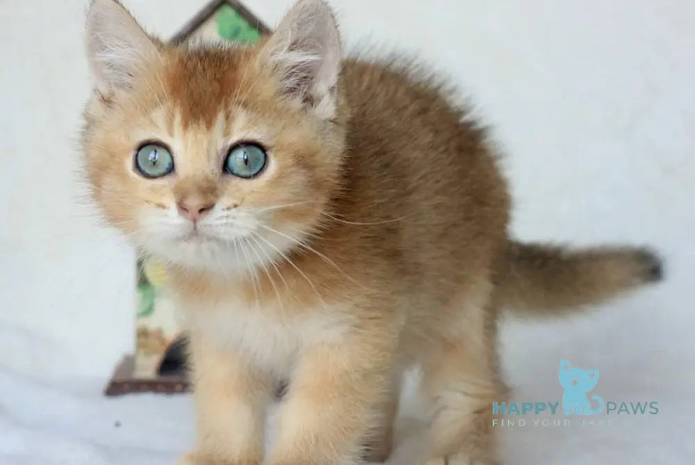 Mario British Shorthair Male Black Golden Shaded Live Animals