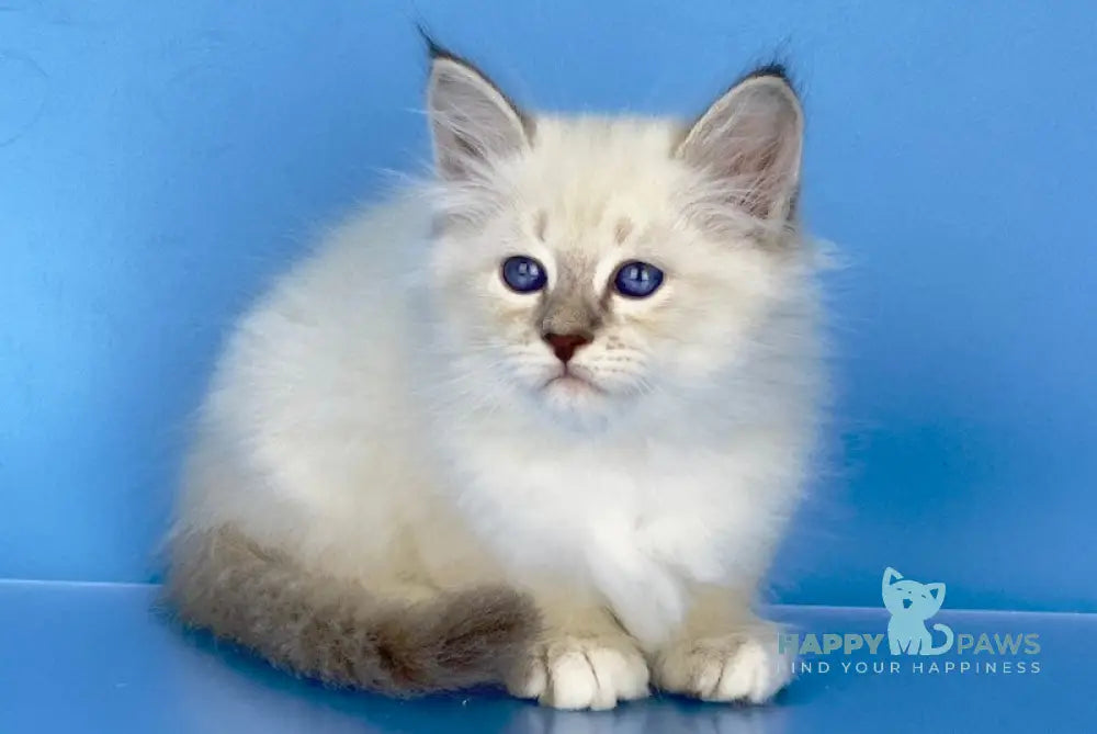 Mario Siberian Male Blue Tabby Pointed With White Live Animals