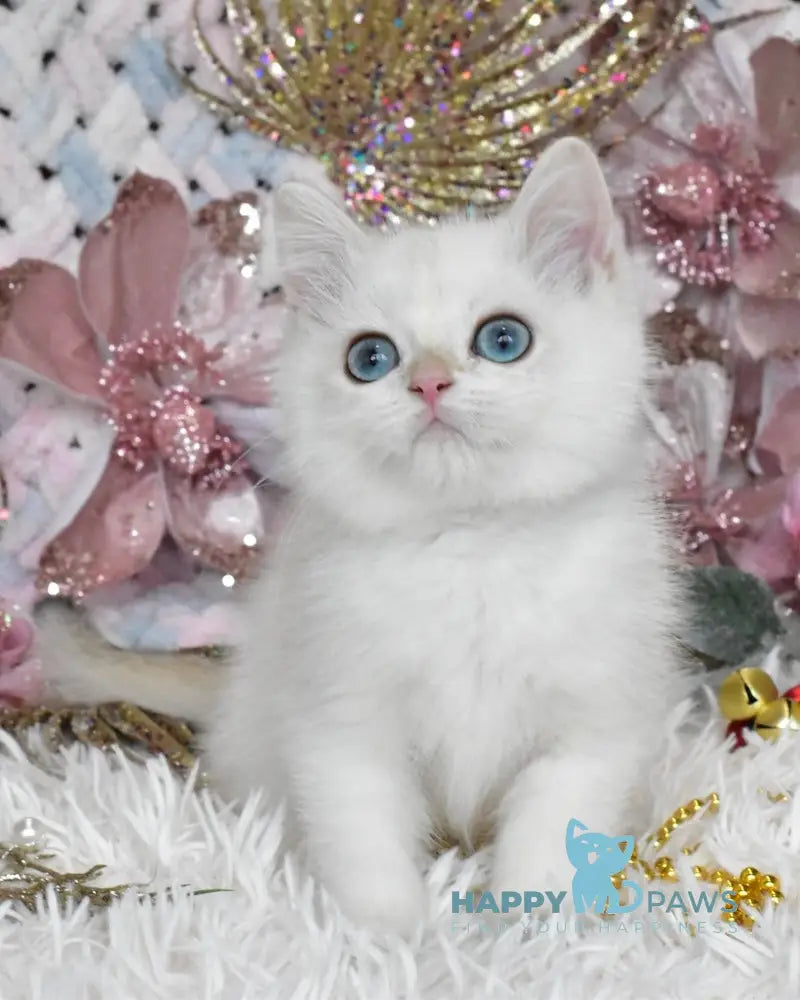 Mark British Shorthair Male Blue Golden Shaded Pointed Live Animals