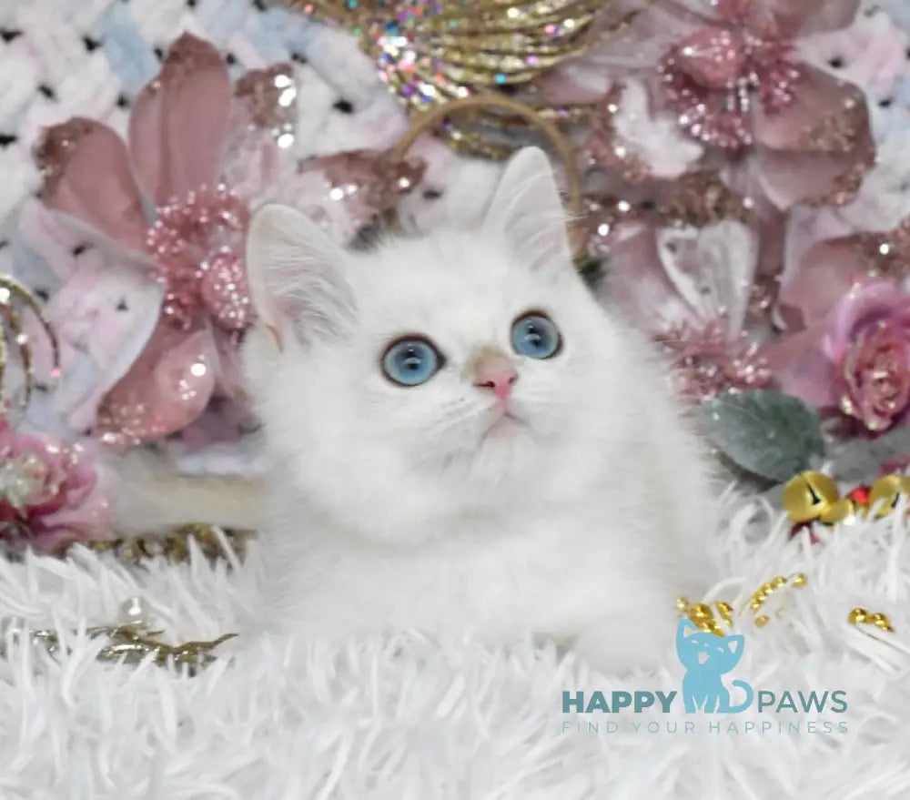 Mark British Shorthair Male Blue Golden Shaded Pointed Live Animals