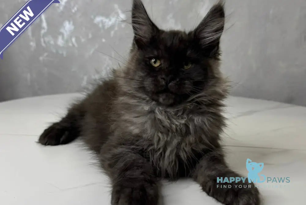 Markus Maine Coon Male Black Smoke Live Animals