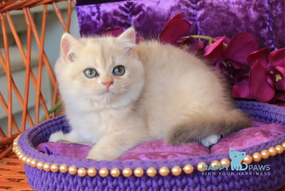 Marmelad British Shorthair Male Blue Golden Chinchilla Live Animals