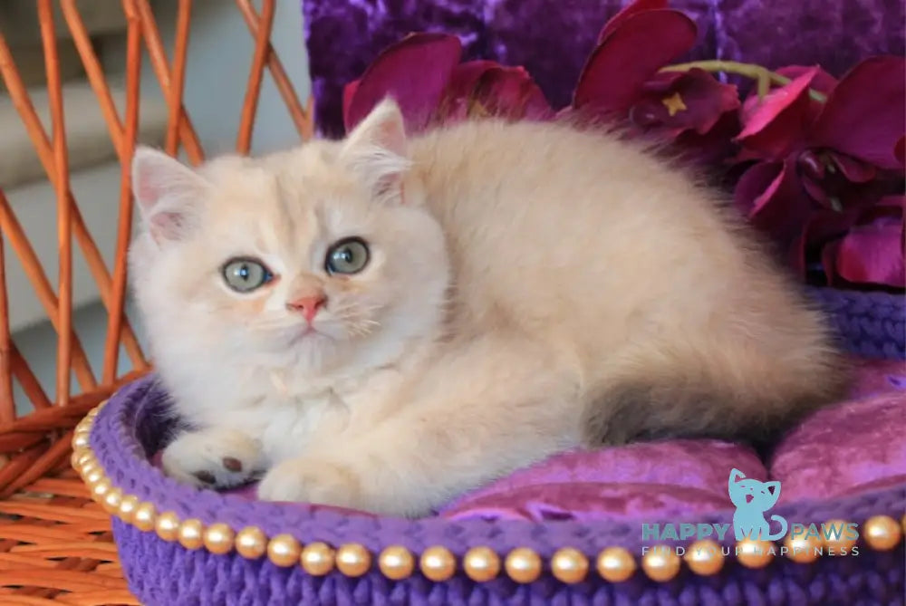 Marmelad British Shorthair Male Blue Golden Chinchilla Live Animals