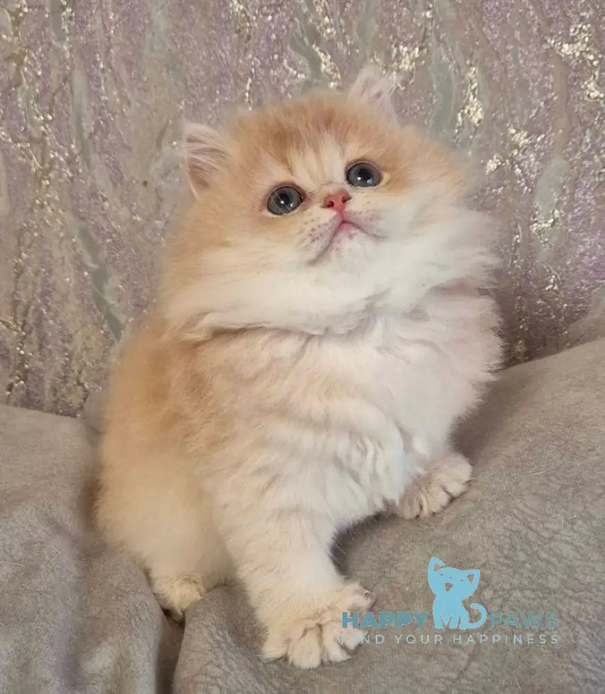 Marmeladka Scottish Straight Female Lilac Golden Shaded Live Animals