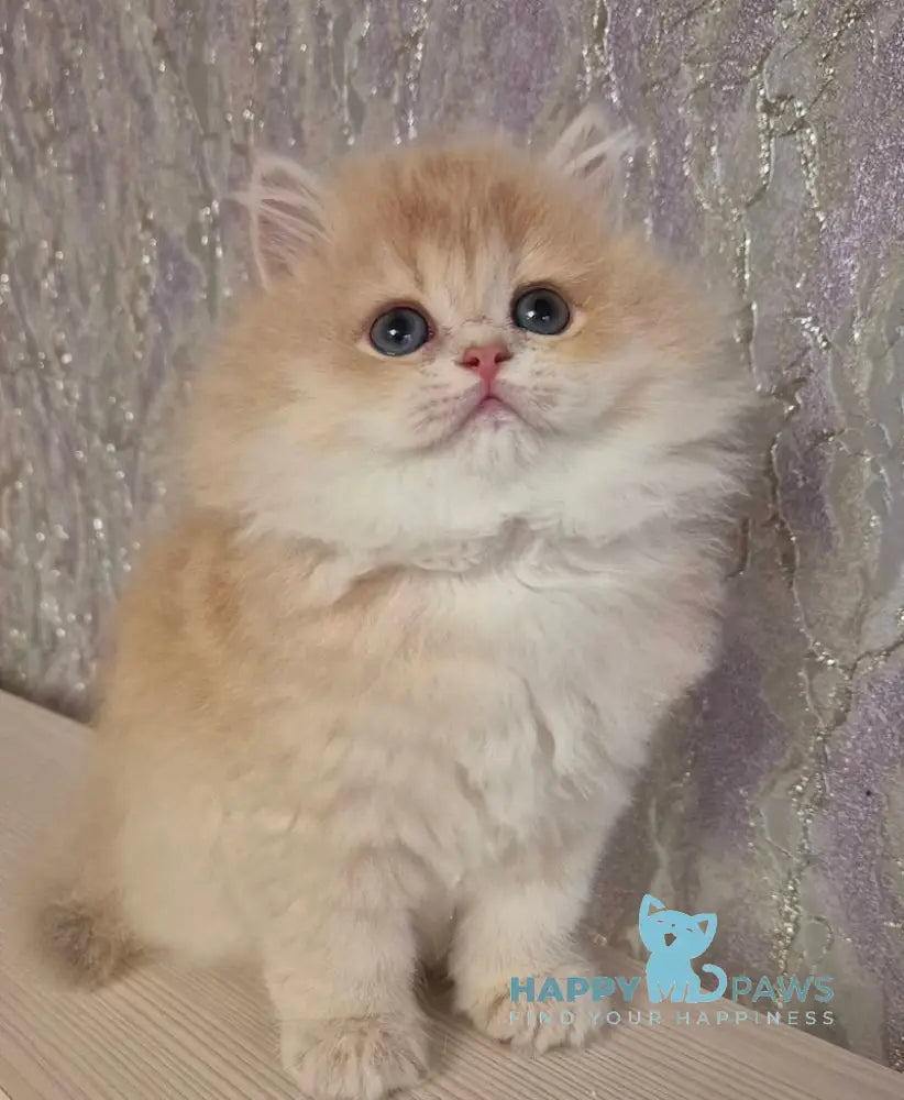 Marmeladka Scottish Straight Female Lilac Golden Shaded Live Animals