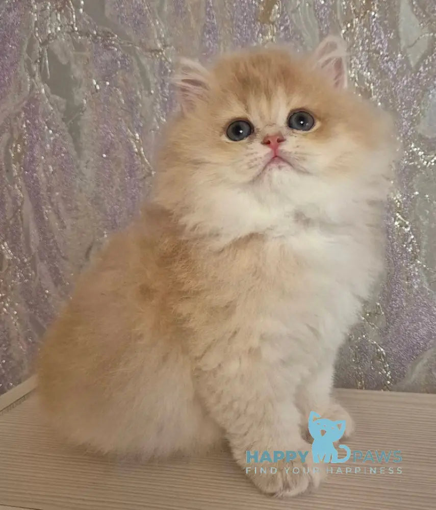 Marmeladka Scottish Straight Female Lilac Golden Shaded Live Animals