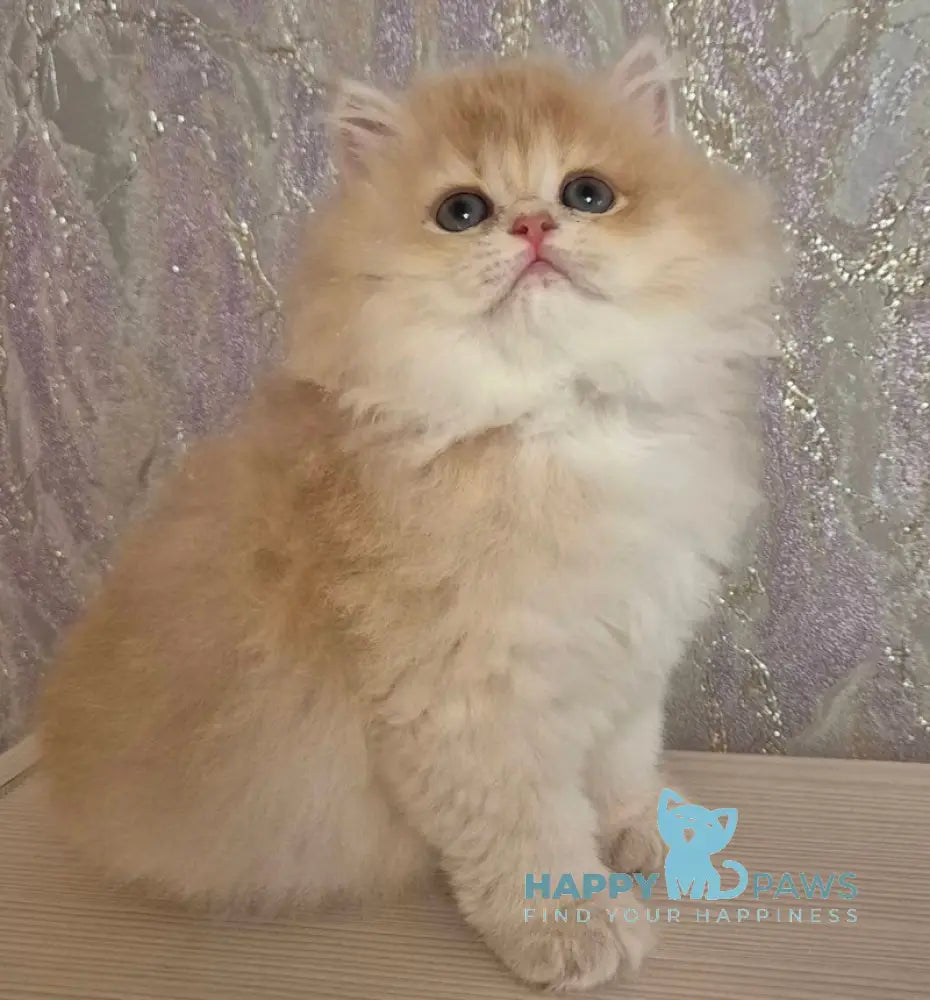 Marmeladka Scottish Straight Female Lilac Golden Shaded Live Animals