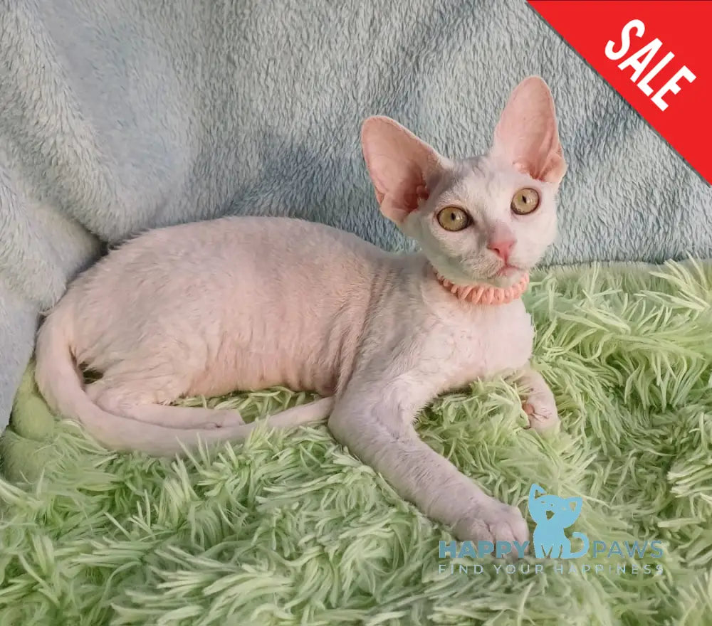 Marquise Devon Rex Female White Live Animals