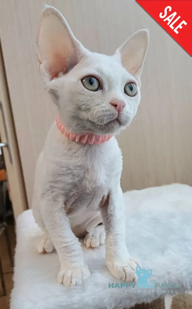 Marquise Devon Rex Female White Live Animals