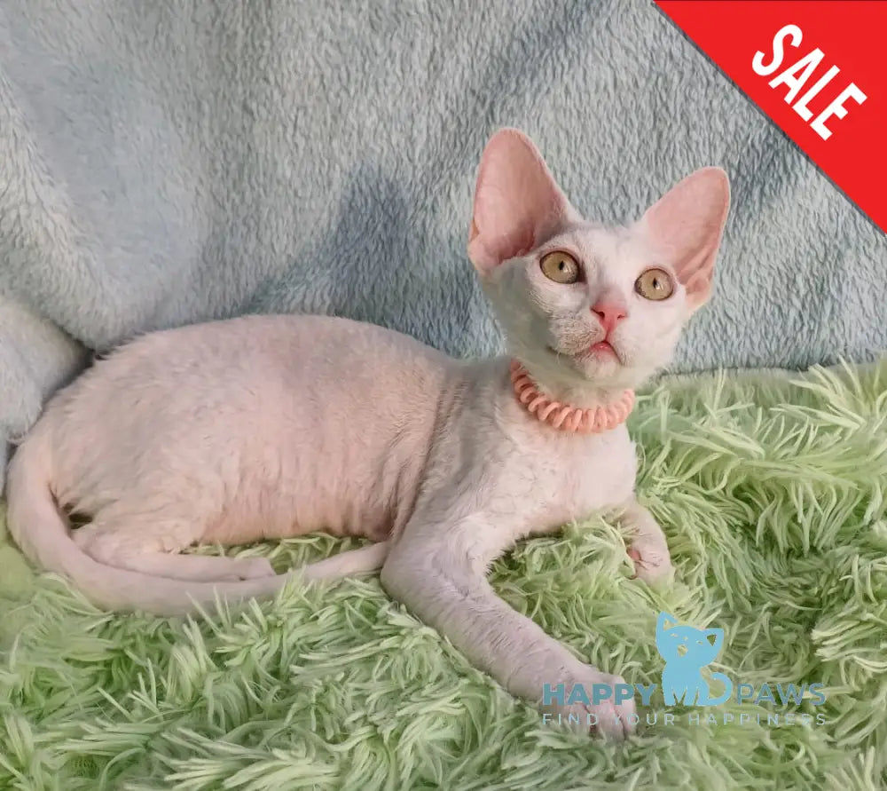 Marquise Devon Rex Female White Live Animals