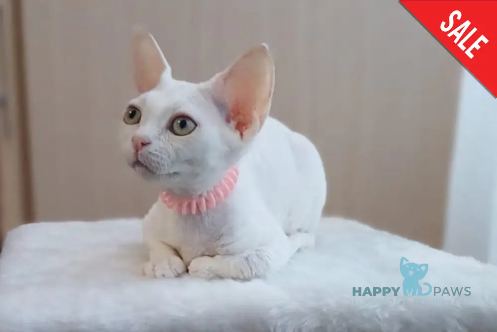 Marquise Devon Rex Female White Live Animals