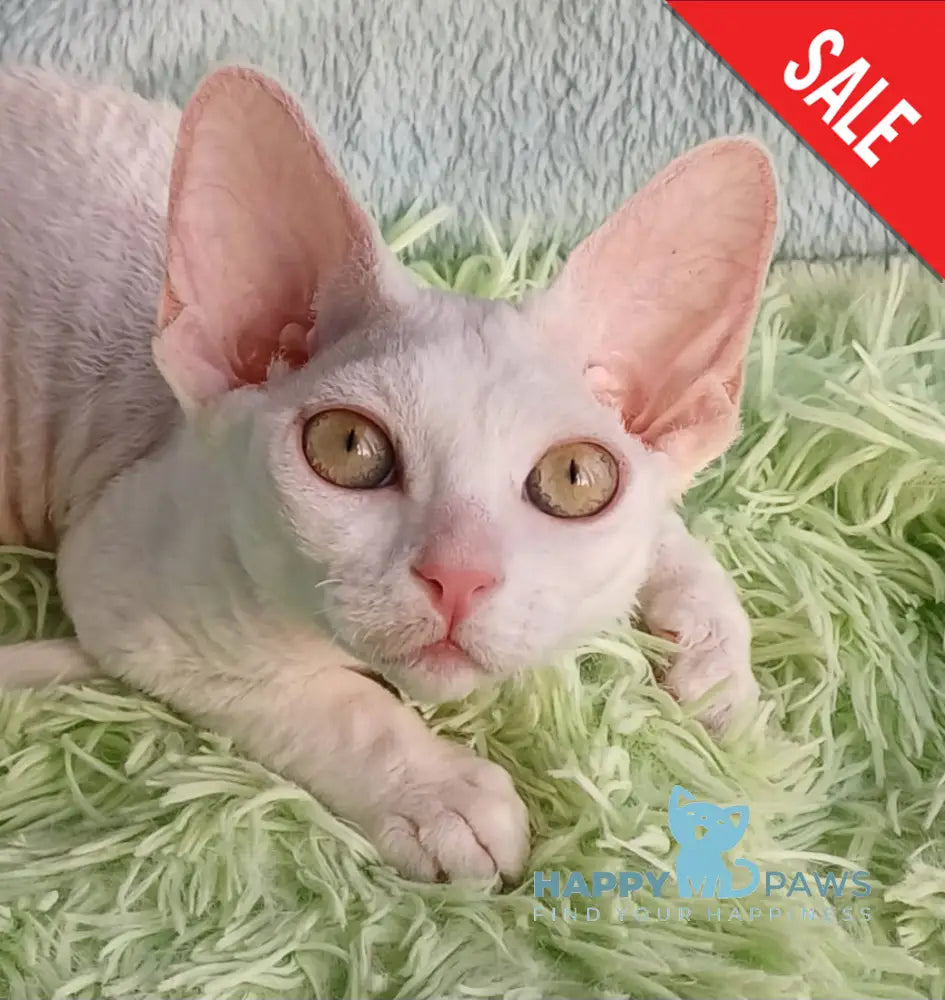 Marquise Devon Rex Female White Live Animals