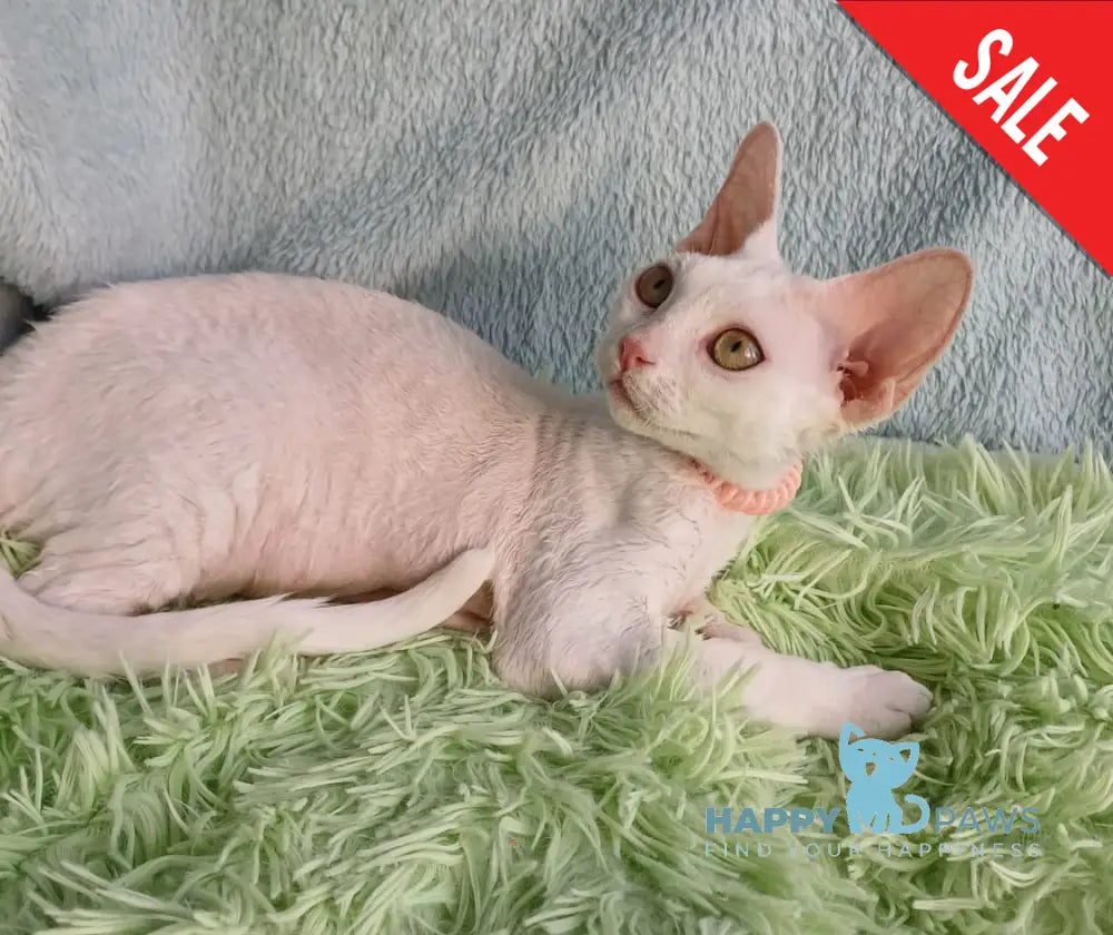 Marquise Devon Rex Female White Live Animals