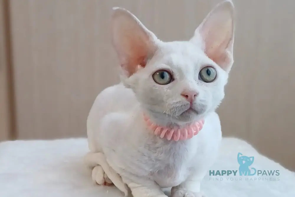 Marquise Devon Rex Female White Live Animals