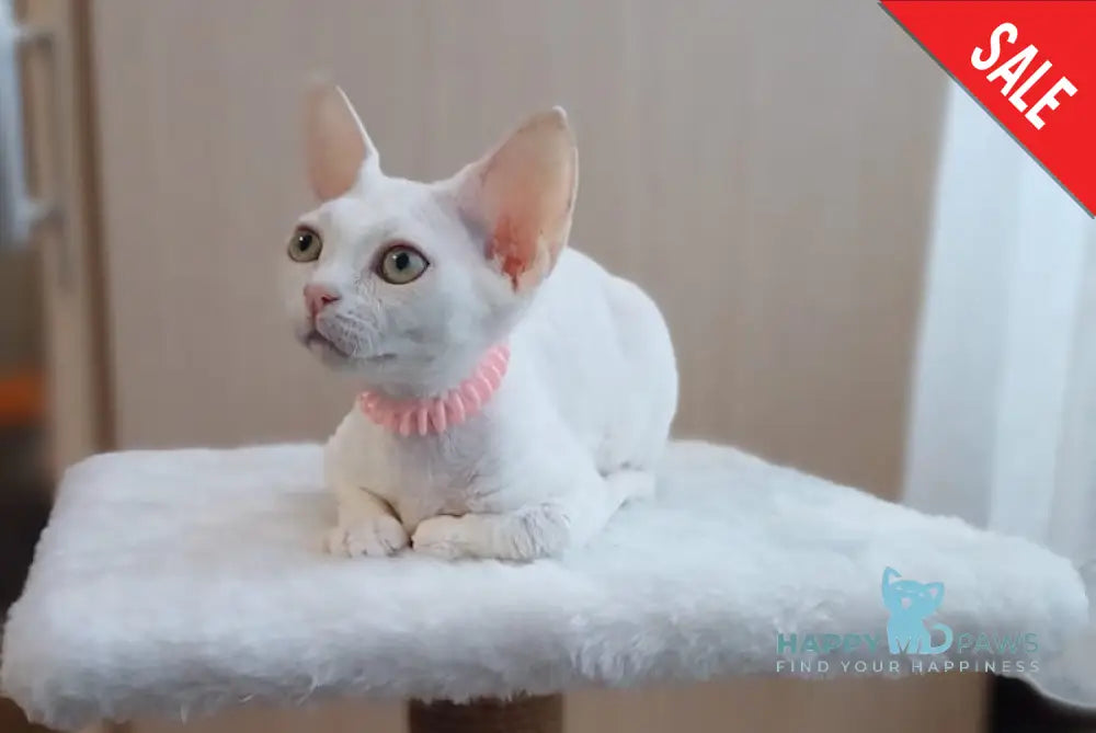 Marquise Devon Rex Female White Live Animals