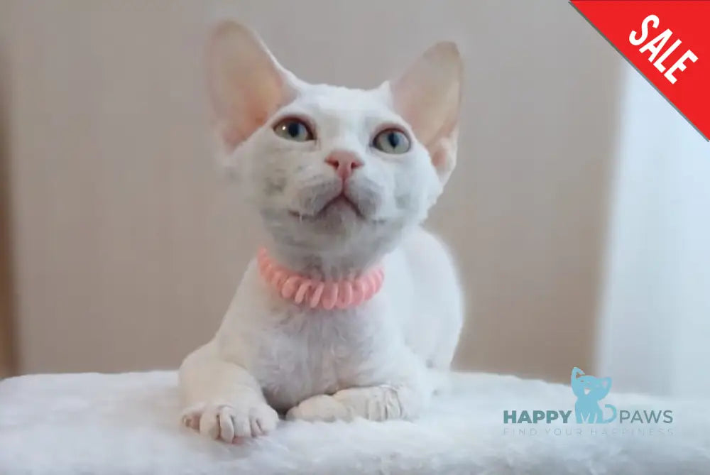 Marquise Devon Rex Female White Live Animals