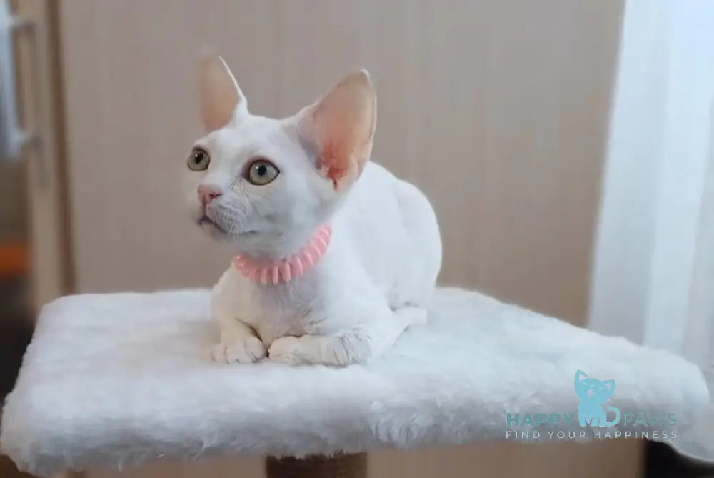 Marquise Devon Rex Female White Live Animals