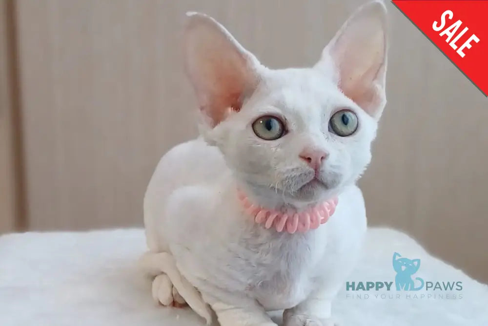 Marquise Devon Rex Female White Live Animals