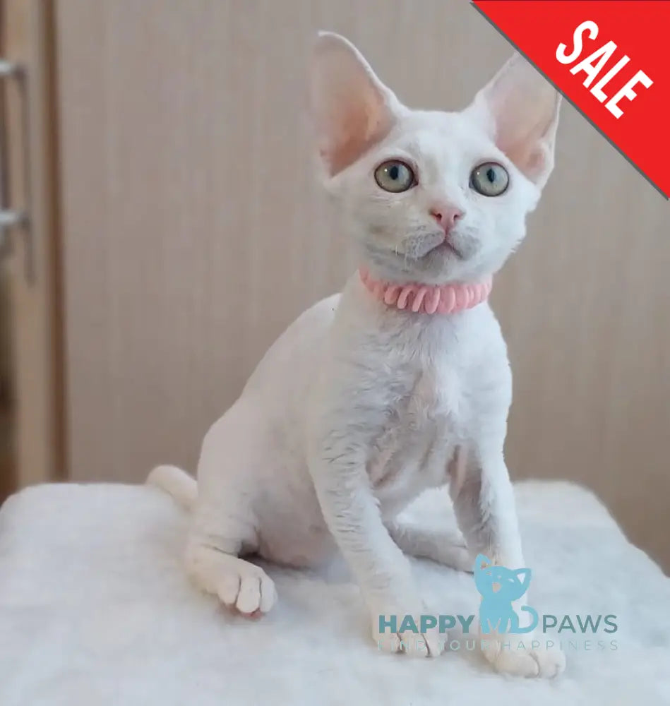 Marquise Devon Rex Female White Live Animals