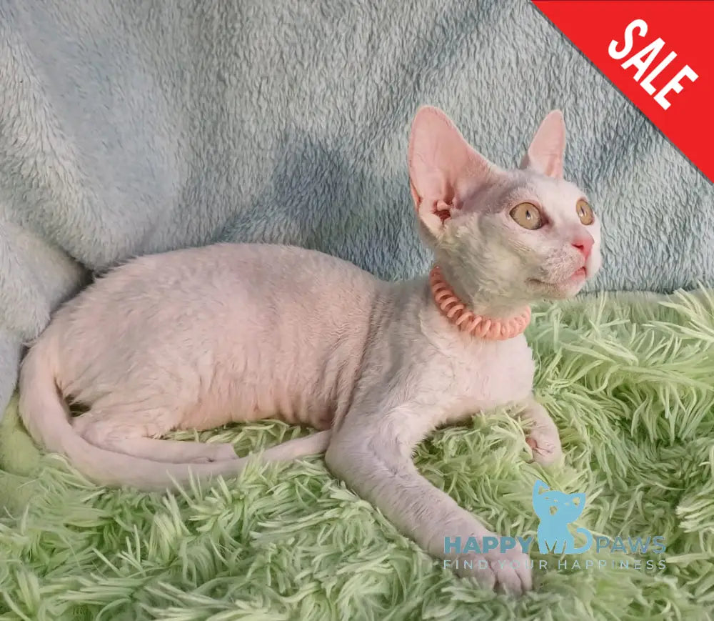 Marquise Devon Rex Female White Live Animals