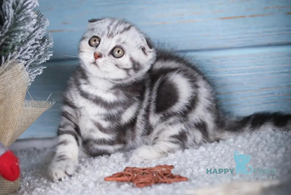 Mars Scottish Fold Male Black Silver Tabby Live Animals