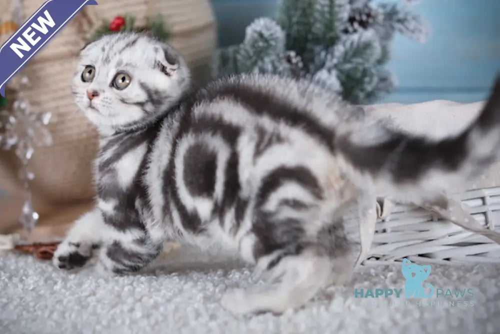 Mars Scottish Fold Male Black Silver Tabby Live Animals