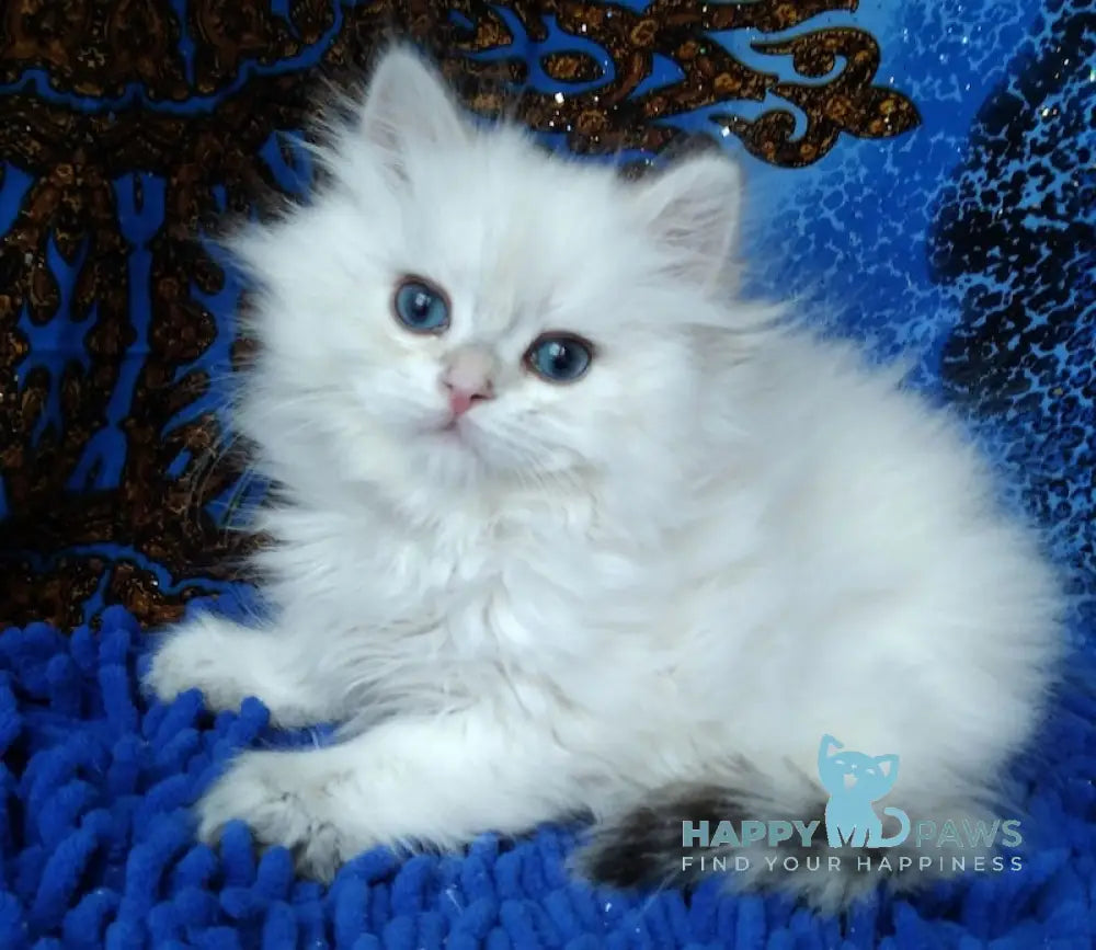 Marsel British Longhair Male Black Golden Chinchilla Pointed Live Animals