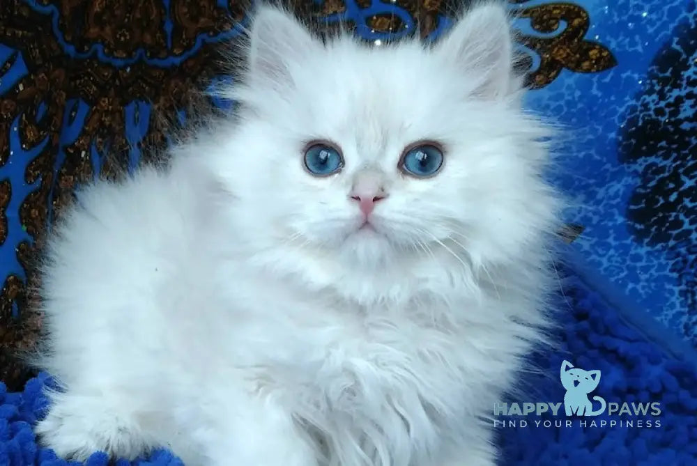 Marsel British Longhair Male Black Golden Chinchilla Pointed Live Animals