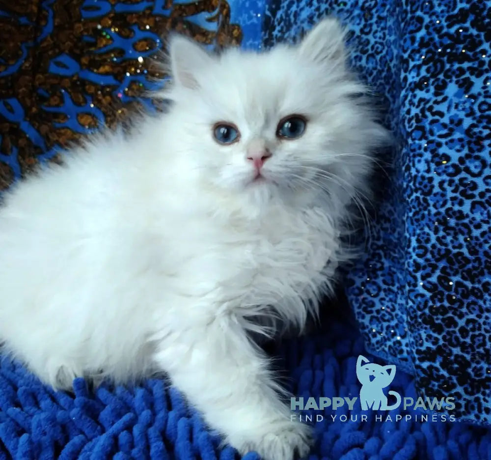 Marsel British Longhair Male Black Golden Chinchilla Pointed Live Animals