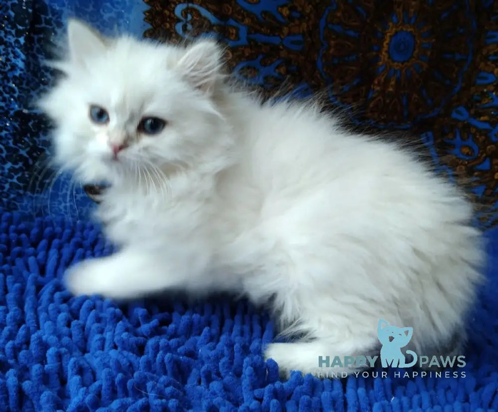 Marsel British Longhair Male Black Golden Chinchilla Pointed Live Animals