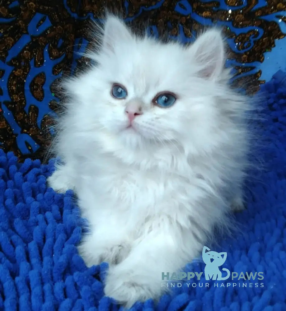 Marsel British Longhair Male Black Golden Chinchilla Pointed Live Animals