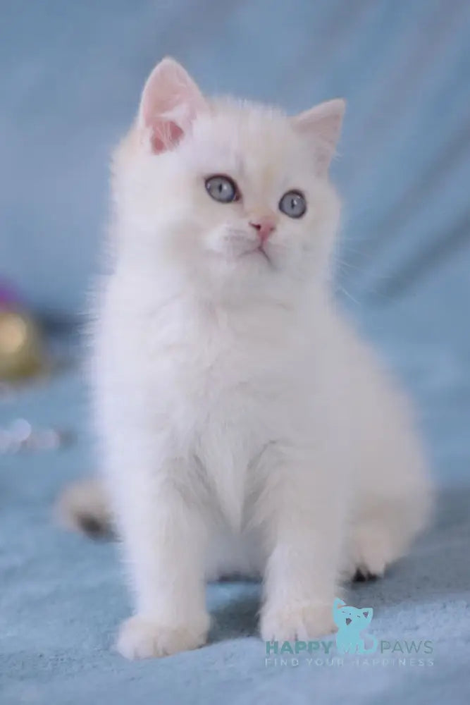 Marsel British Shorthair Male Chocolate Golden Chinchilla Pointed Live Animals