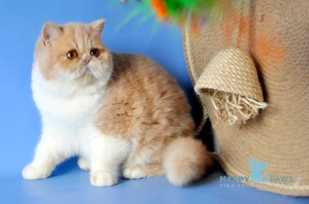 Marsela Exotic Female Cream Tabby With White Live Animals