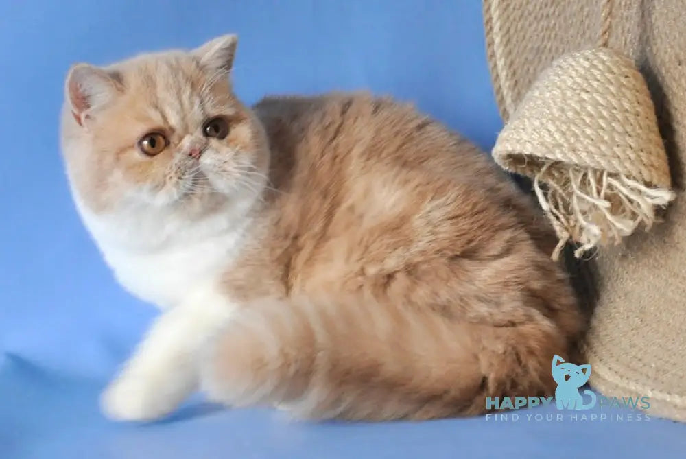 Marsela Exotic Female Cream Tabby With White Live Animals