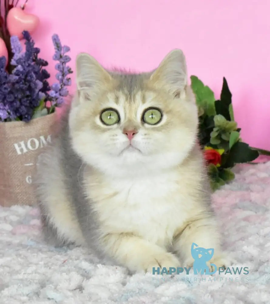 Marta British Shorthair female blue golden shaded live animals